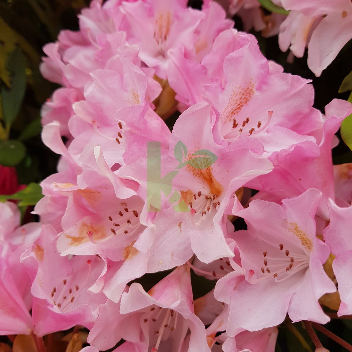 Rhododendron yakushimanum `Pink Cherub` (Różanecznik jakuszimański)
