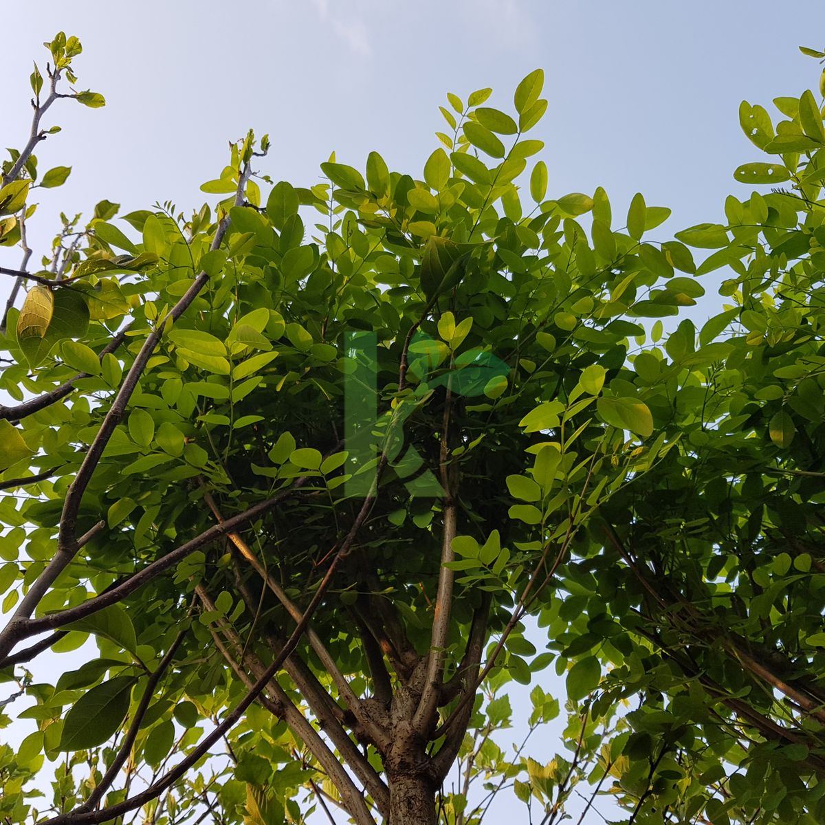 Robinia pseudoacacia `Umbraculifera` (Robinia akacjowa)