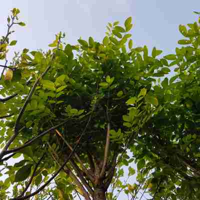 Robinia pseudoacacia `Umbraculifera` (Robinia akacjowa)