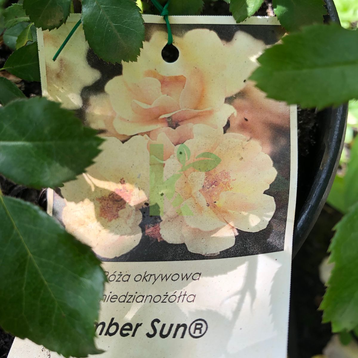 Rosa `Amber Sun` (Róża okrywowa)