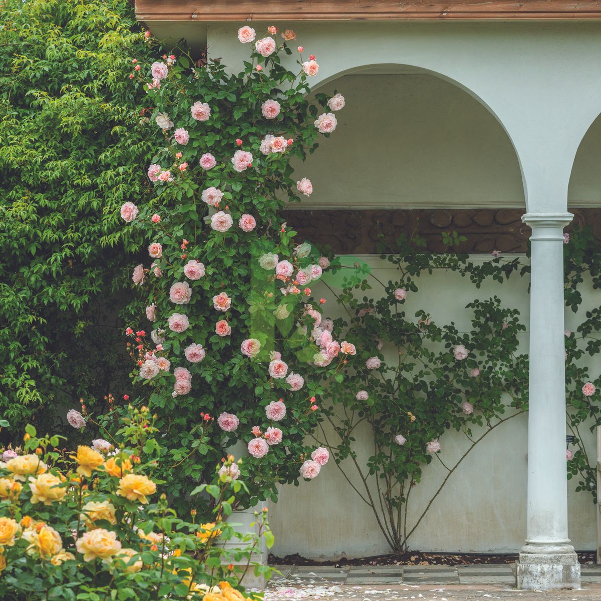 Rosa David Austin `A Shropshire Lad` (Róża angielska)