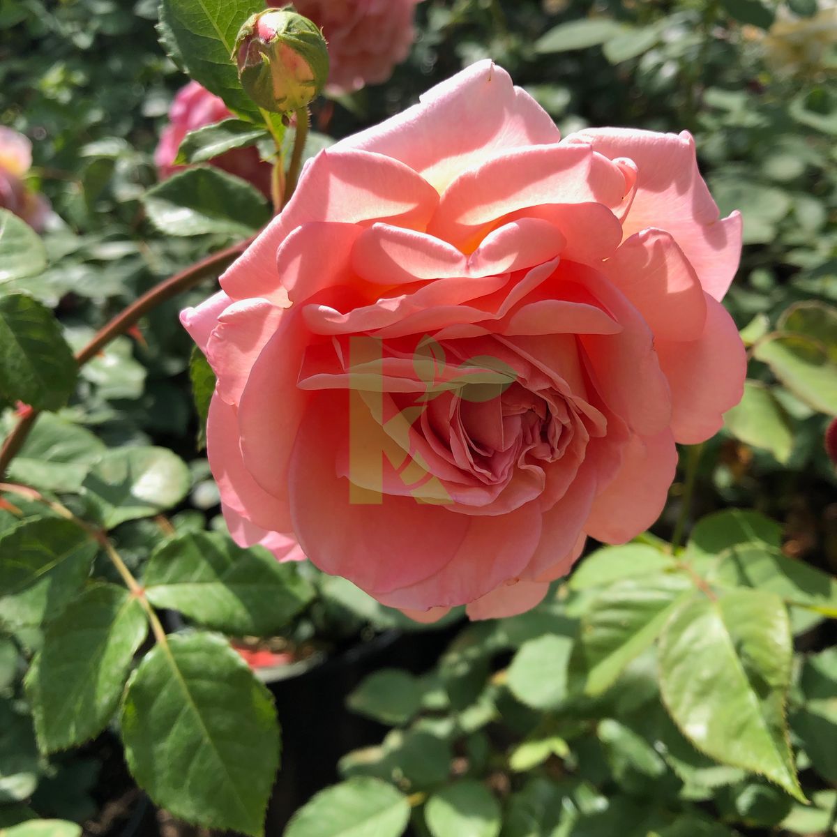 Rosa David Austin `Abraham Darby` (Róża angielska)