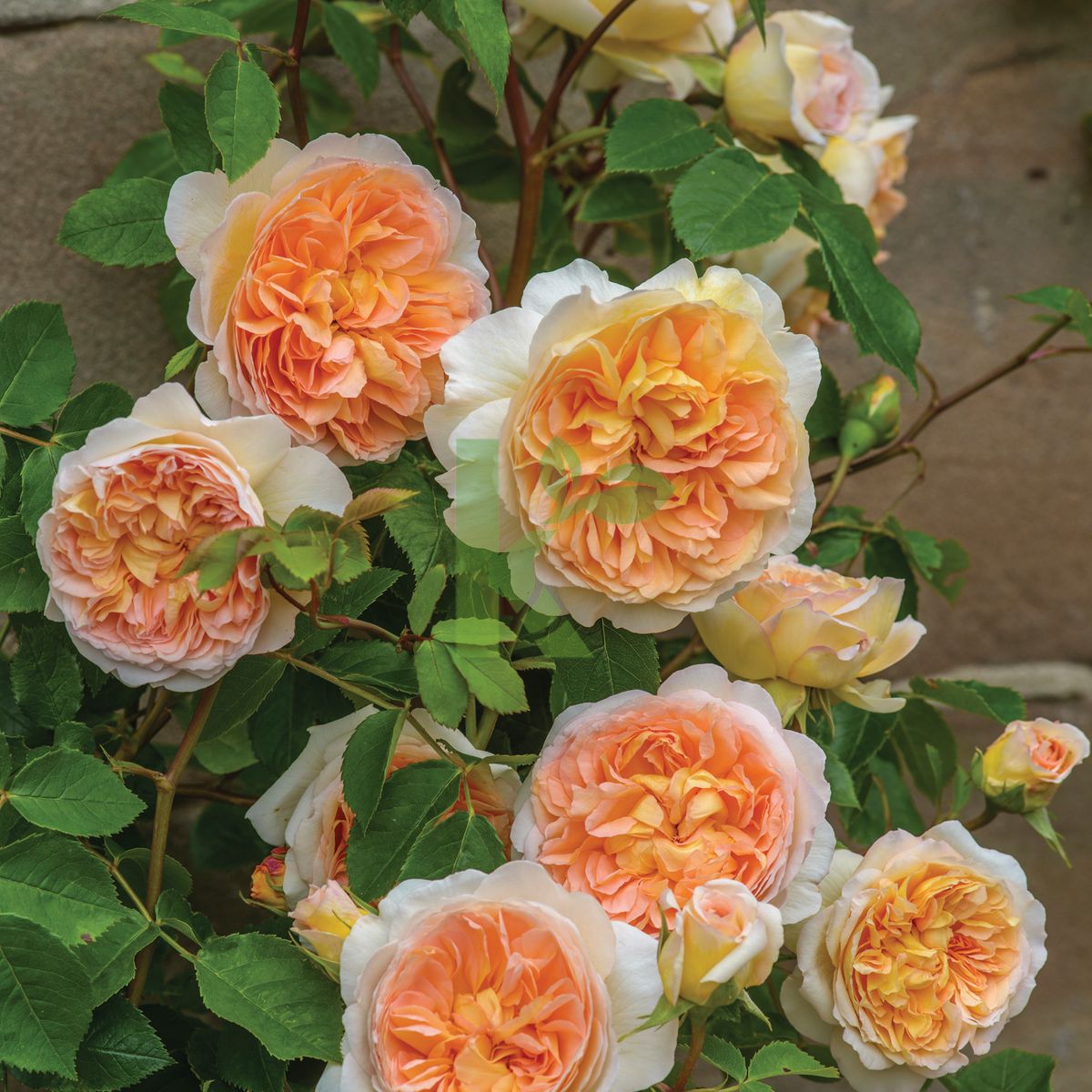 Rosa David Austin `Bathsheba` (Róża angielska)