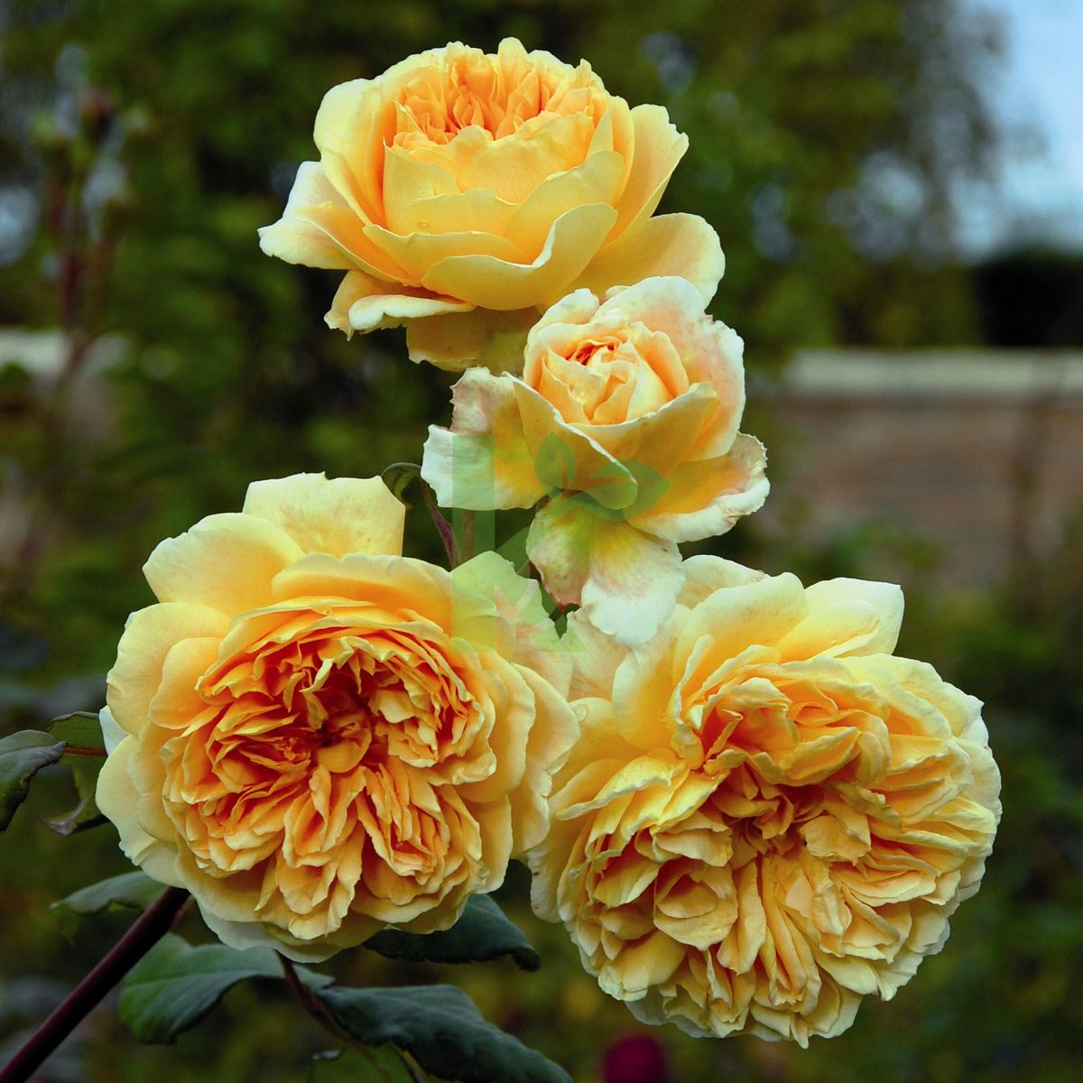 Rosa David Austin `Crown Princess Margareta` (Róża angielska)