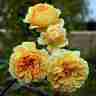 Rosa David Austin `Crown Princess Margareta` (Róża angielska)