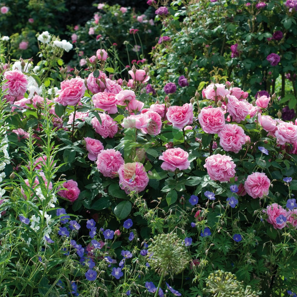 Rosa David Austin `Gertrude Jekyll` (Róża angielska)