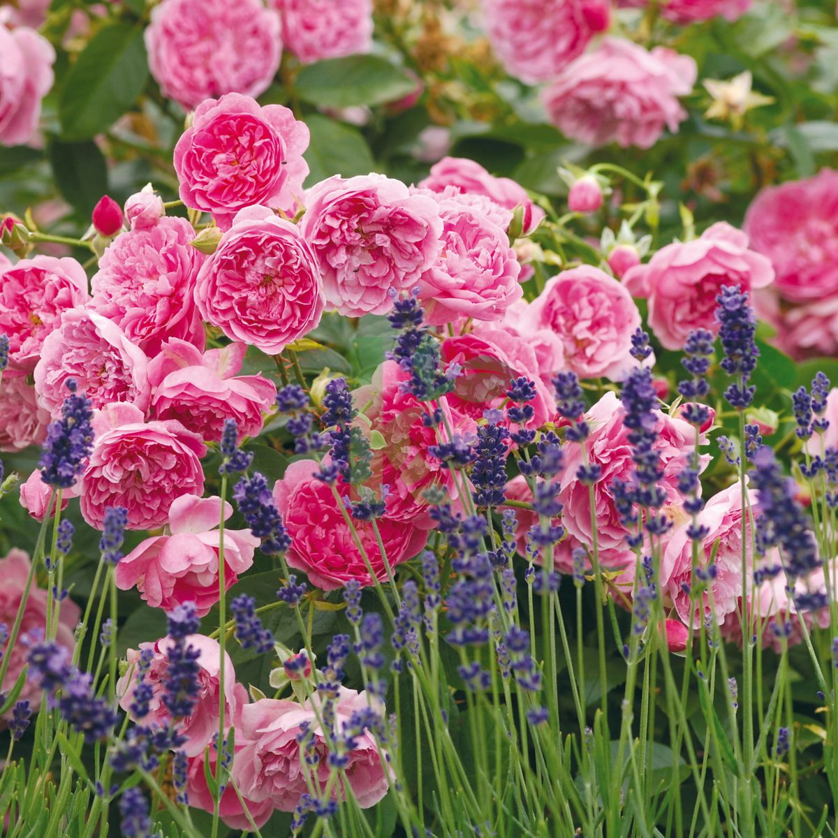 Rosa David Austin `Harlow Carr` (Róża angielska)