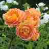 Rosa David Austin `Lady of Shalott` (Róża angielska)