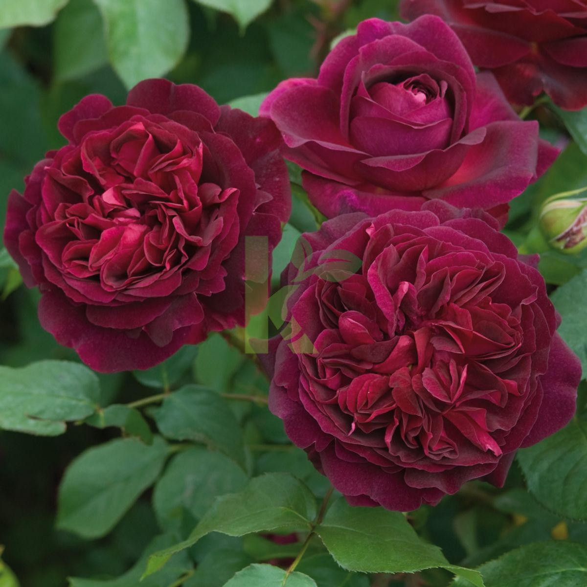 Rosa David Austin `Munstead Wood` (Róża angielska)