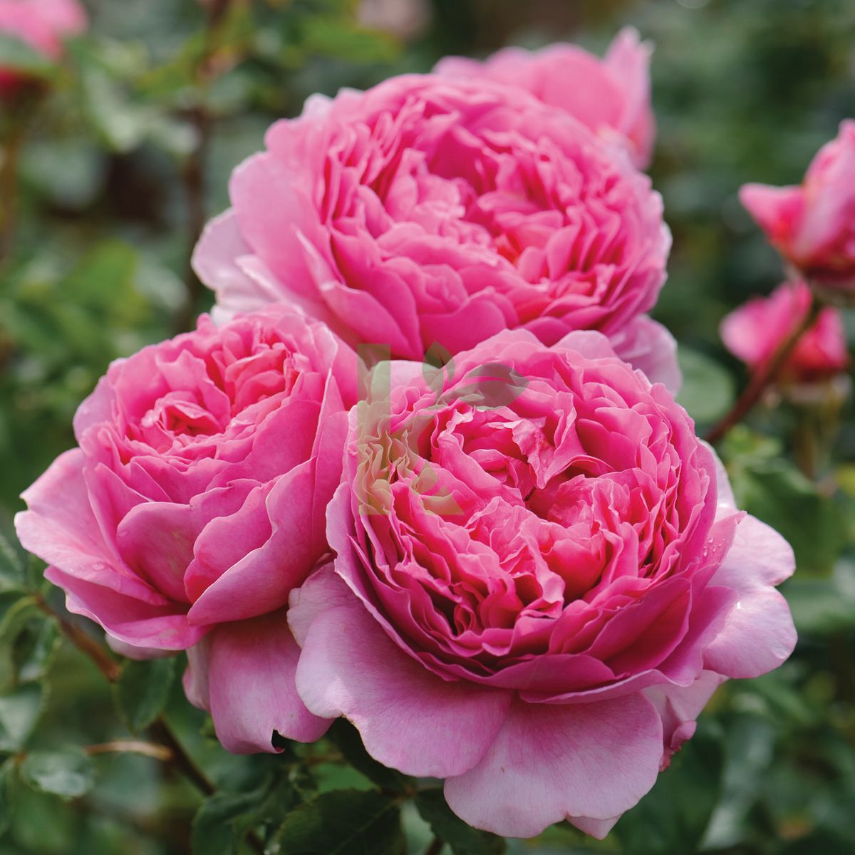 Rosa David Austin `Princess Alexandra of Kent` (Róża angielska)