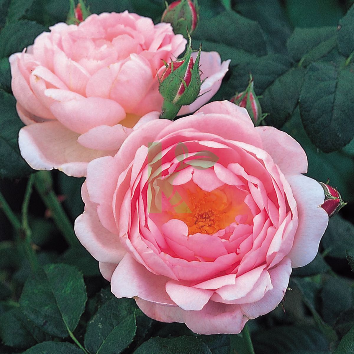 Rosa David Austin `Scepter'd Isle` (Róża angielska)