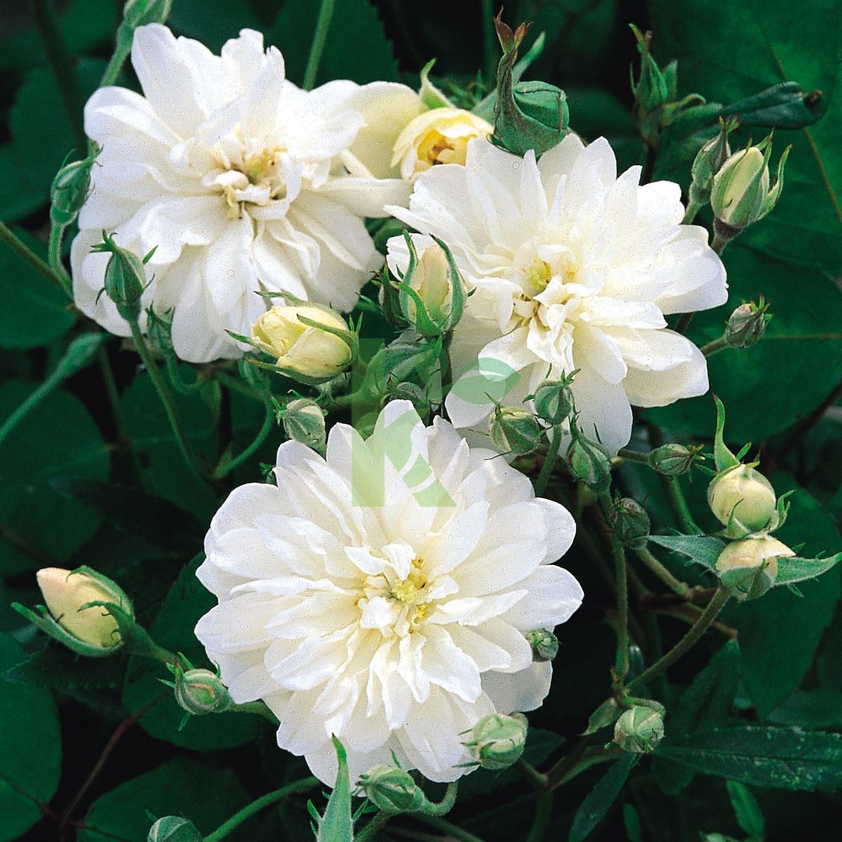 Rosa David Austin `Snow Goose` (Róża angielska)