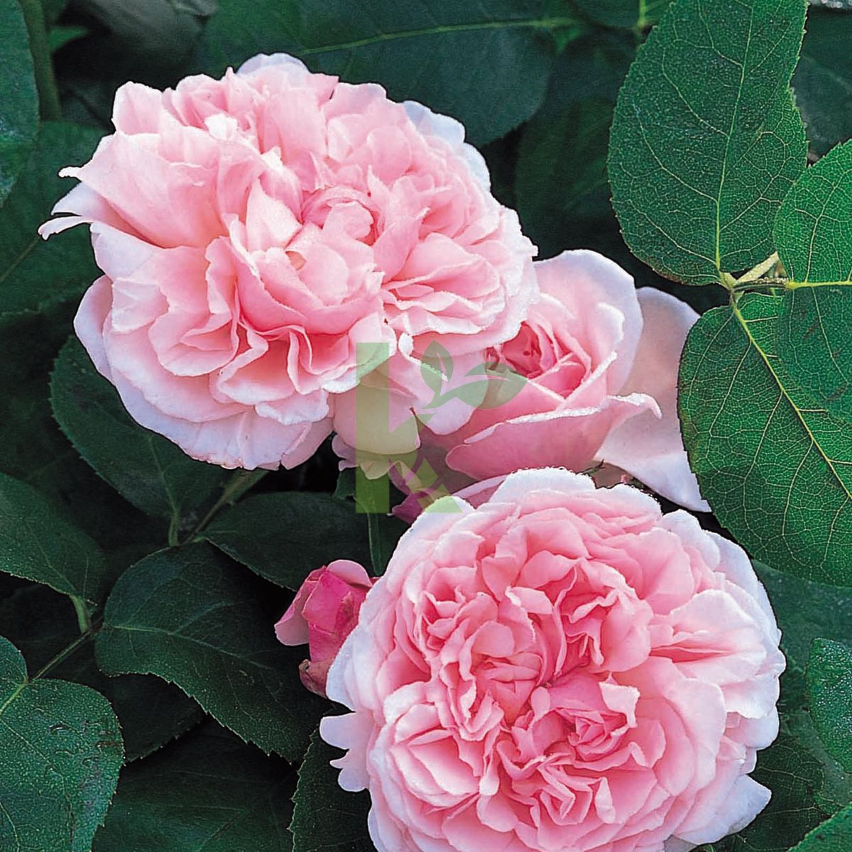 Rosa David Austin `St. Swithun` (Róża angielska)