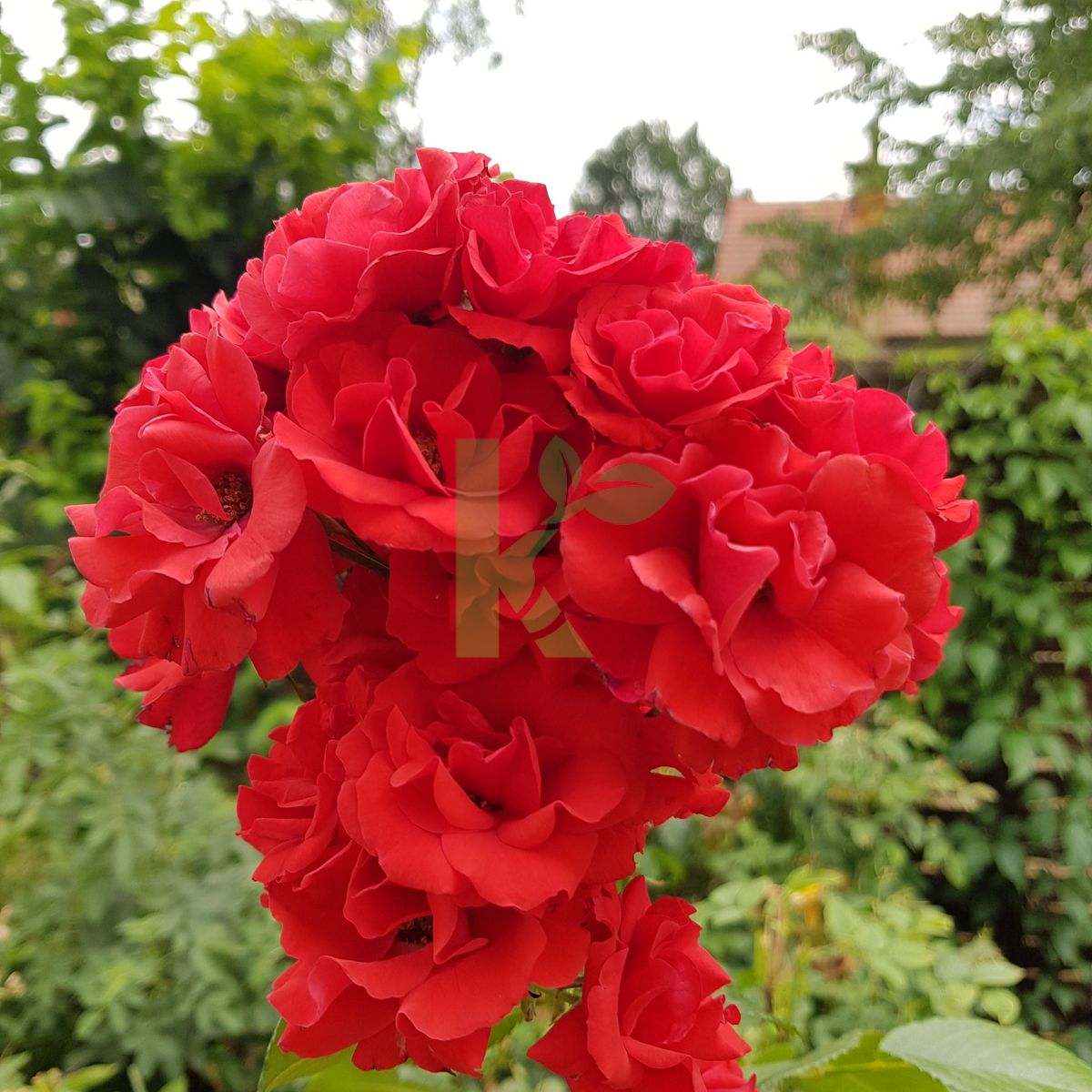 Rosa David Austin `Super Elfin` (Róża angielska)