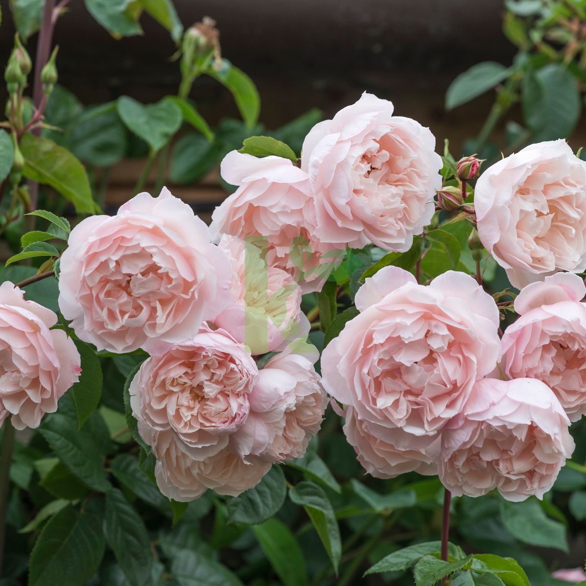 Rosa David Austin `The Generous Gardener` (Róża angielska)