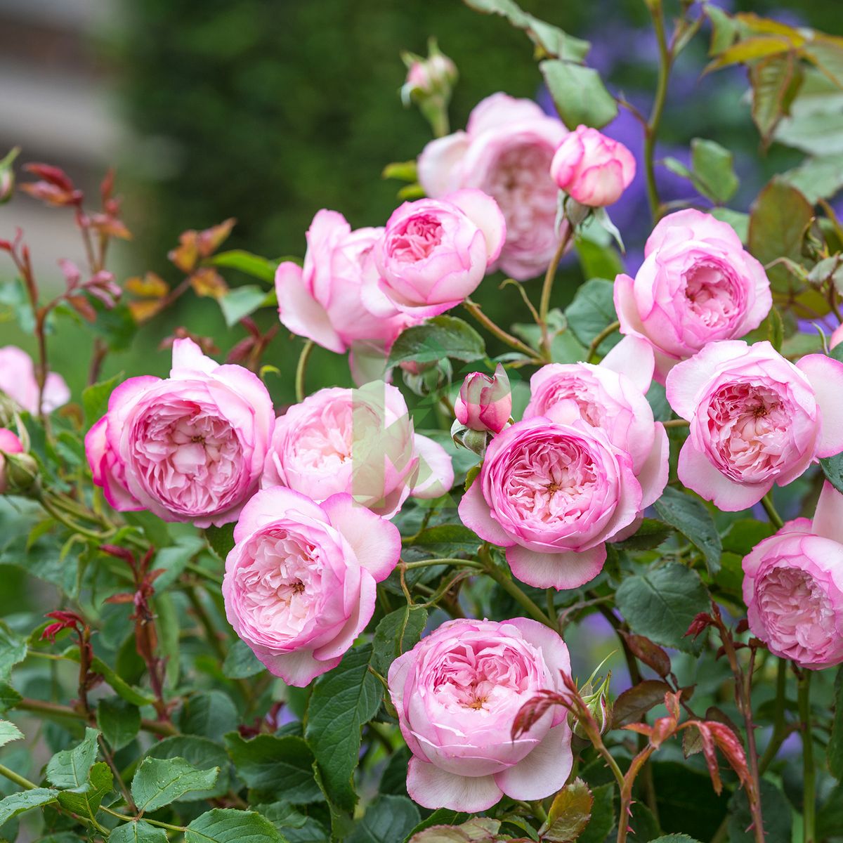 Rosa David Austin `The Mill on the Flos` (Róża angielska)