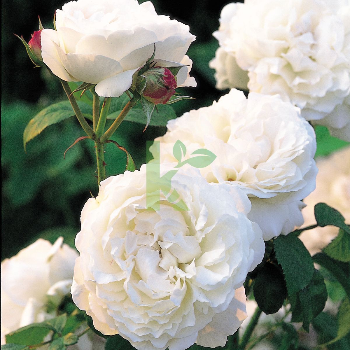 Rosa David Austin `Winchester Cathedral` (Róża angielska)