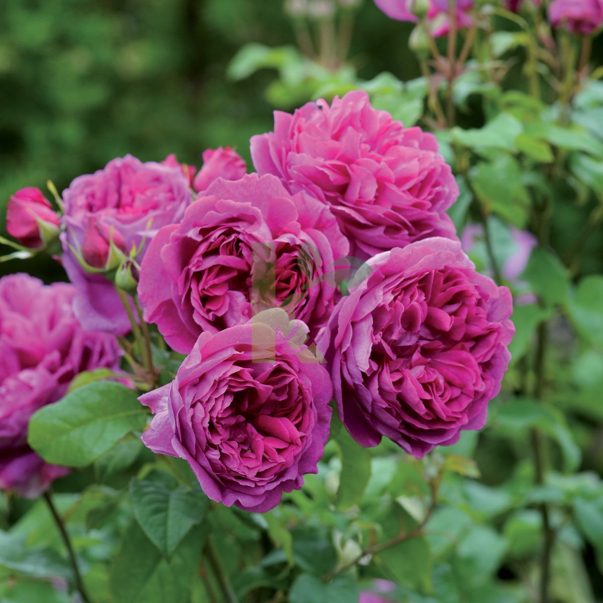 Rosa David Austin `Young Lycidas` (Róża angielska)