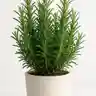 Rosmarinus officinalis (Rozmaryn)