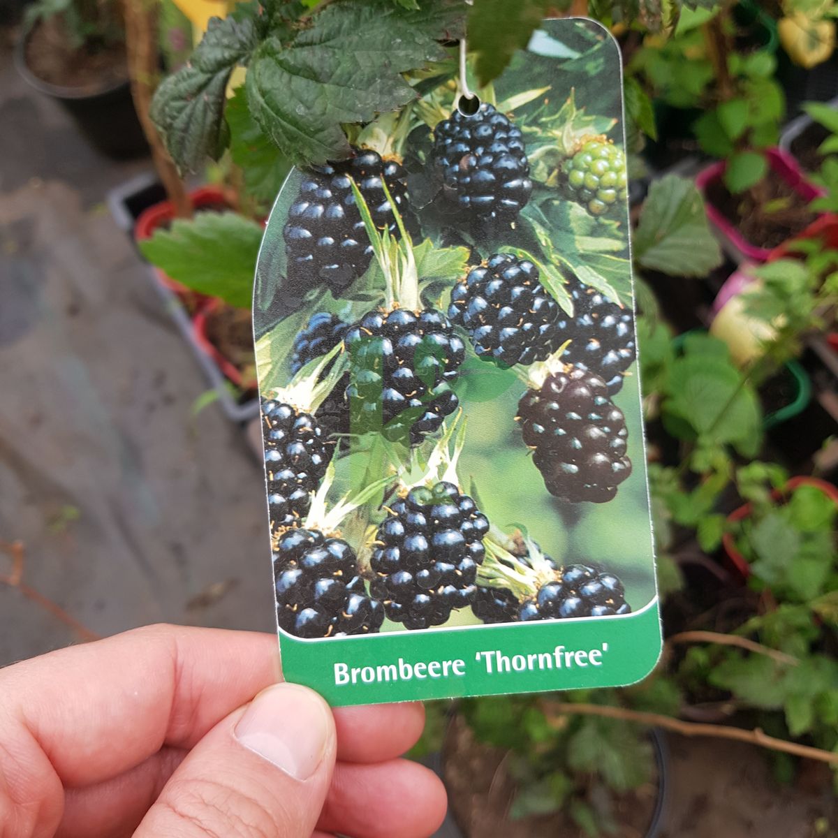 Rubus fruticosus `Thornfree` (Jeżyna bezkolcowa)