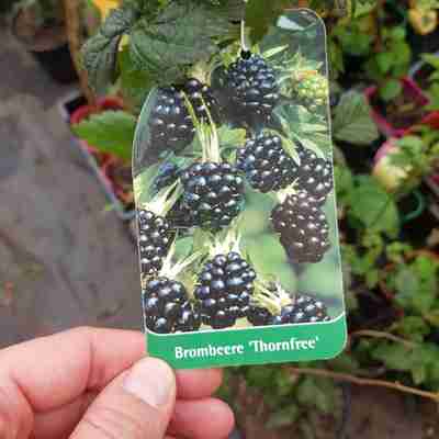 Rubus fruticosus `Thornfree` (Jeżyna bezkolcowa)