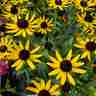 Rudbeckia fulgida `Little Goldstar` (Rudbekia)