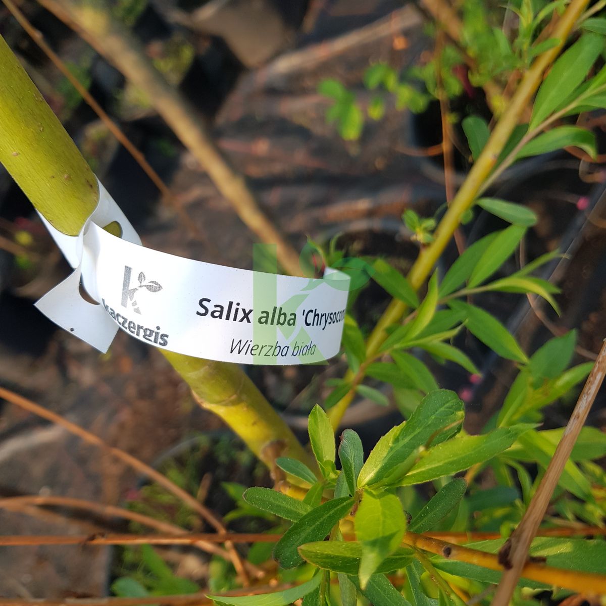 Salix alba `Chrysocoma` (Wierzba biała)