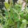 Salix integra `Hakuro-nishiki` (Wierzba całolistna)