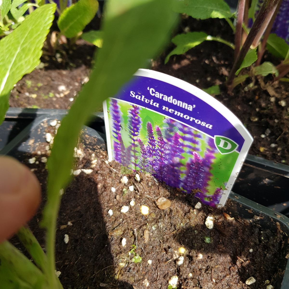 Salvia nemorosa `Caradonna` (Szałwia omszona)