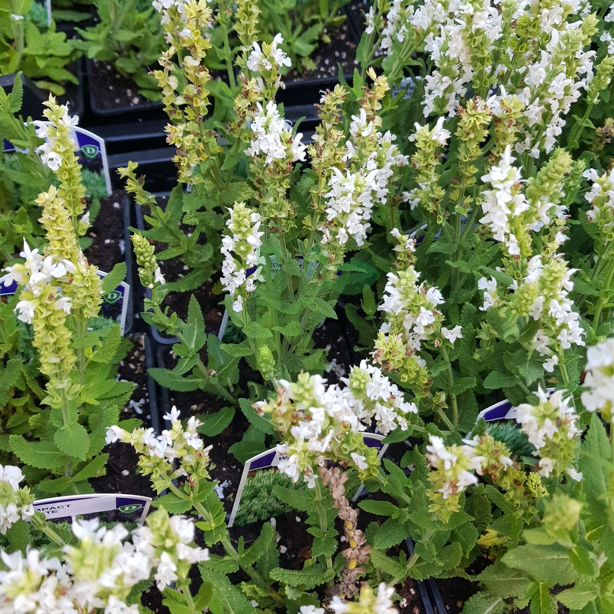 Salvia nemorosa `Sensation Compact White` (Szałwia omszona)
