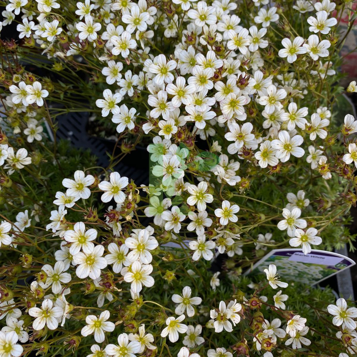 Saxifraga x arendsii `Marto White` (Skalnica Arendsa)