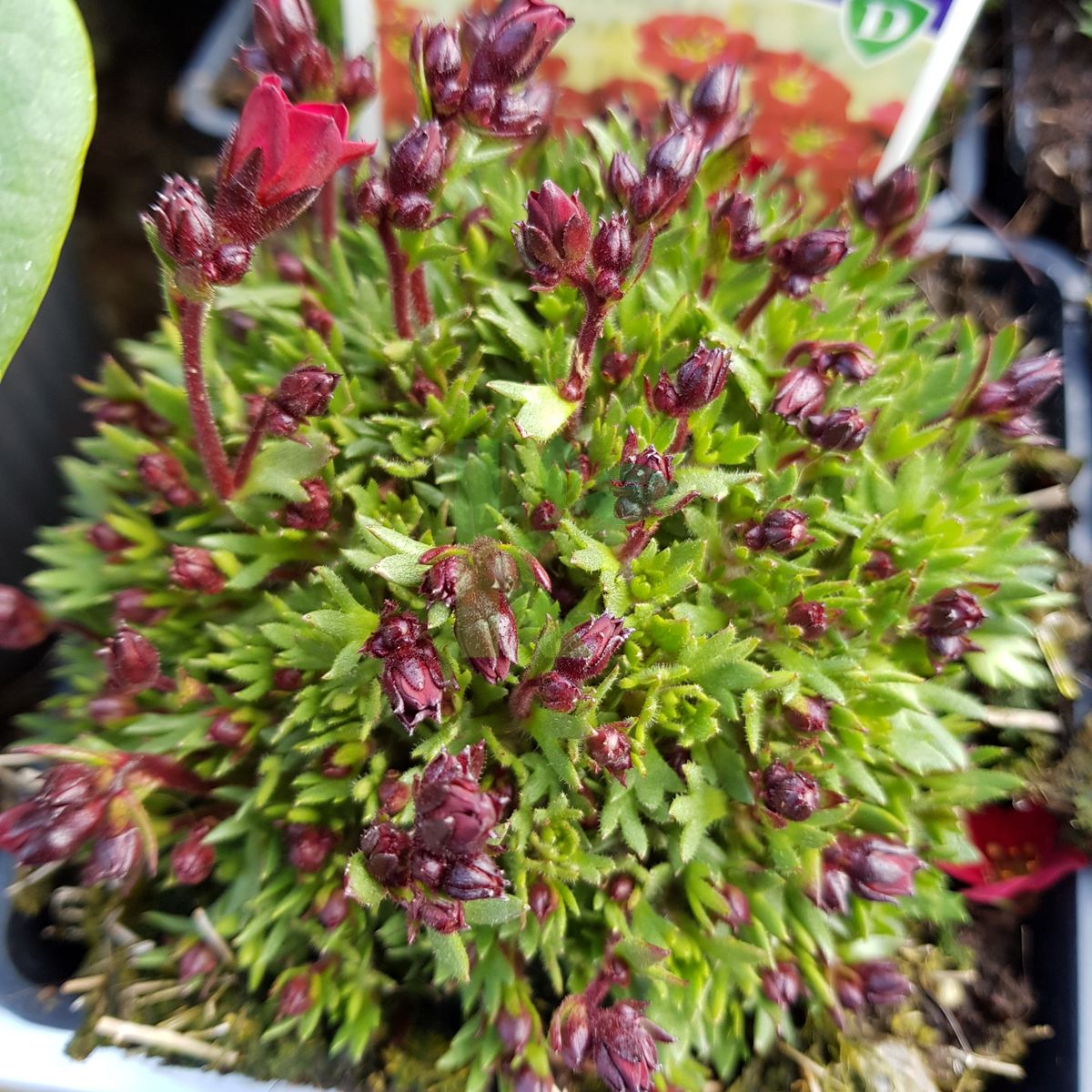 Saxifraga x arendsii `Pixi Pan Red` (Skalnica Arendsa)