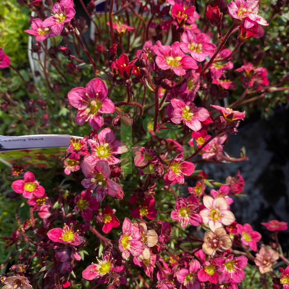 Saxifraga x arendsii `Saxony Red` (Skalnica Arendsa)