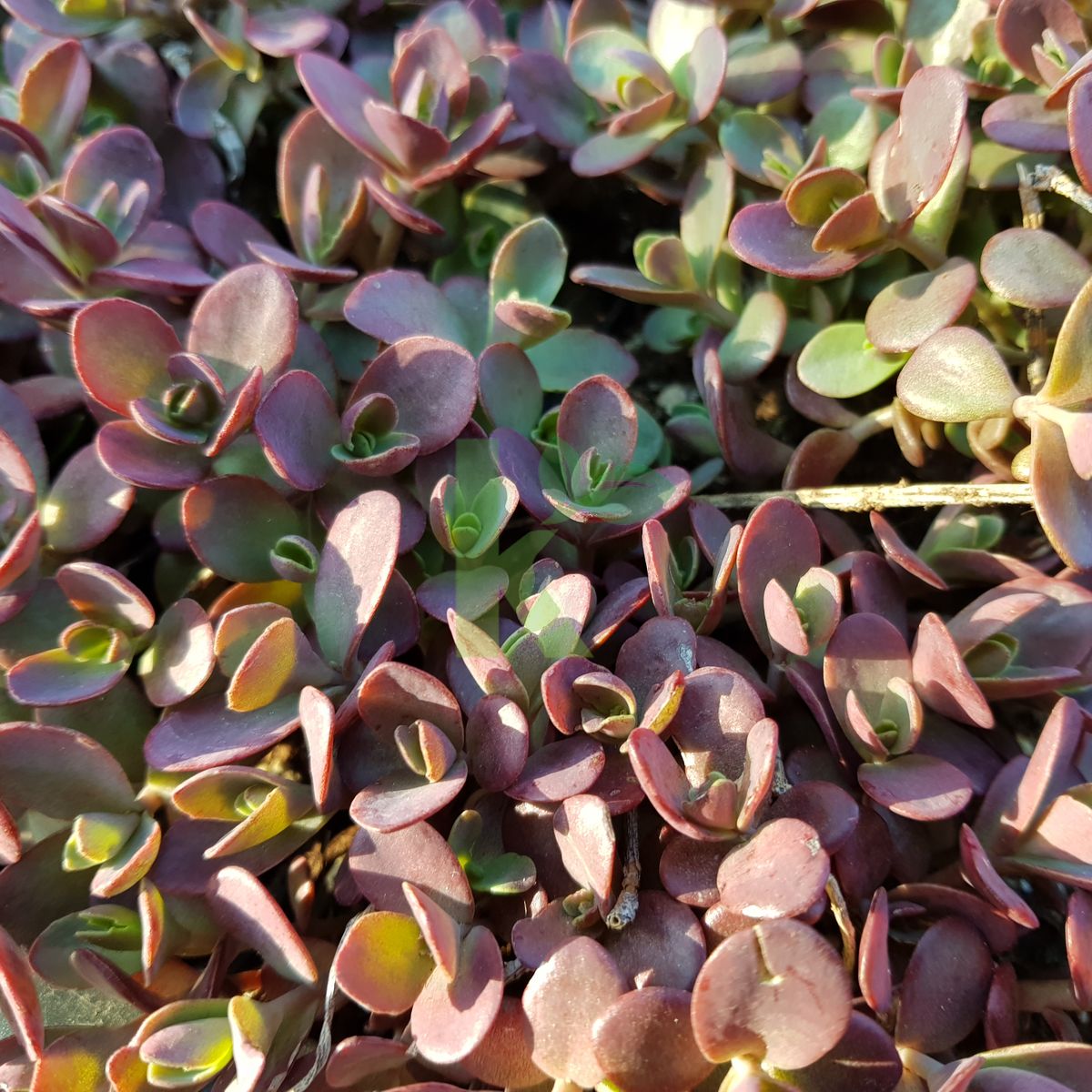 Sedum spurium `SUNSPARKLER Firecracker` (Rozchodnik)