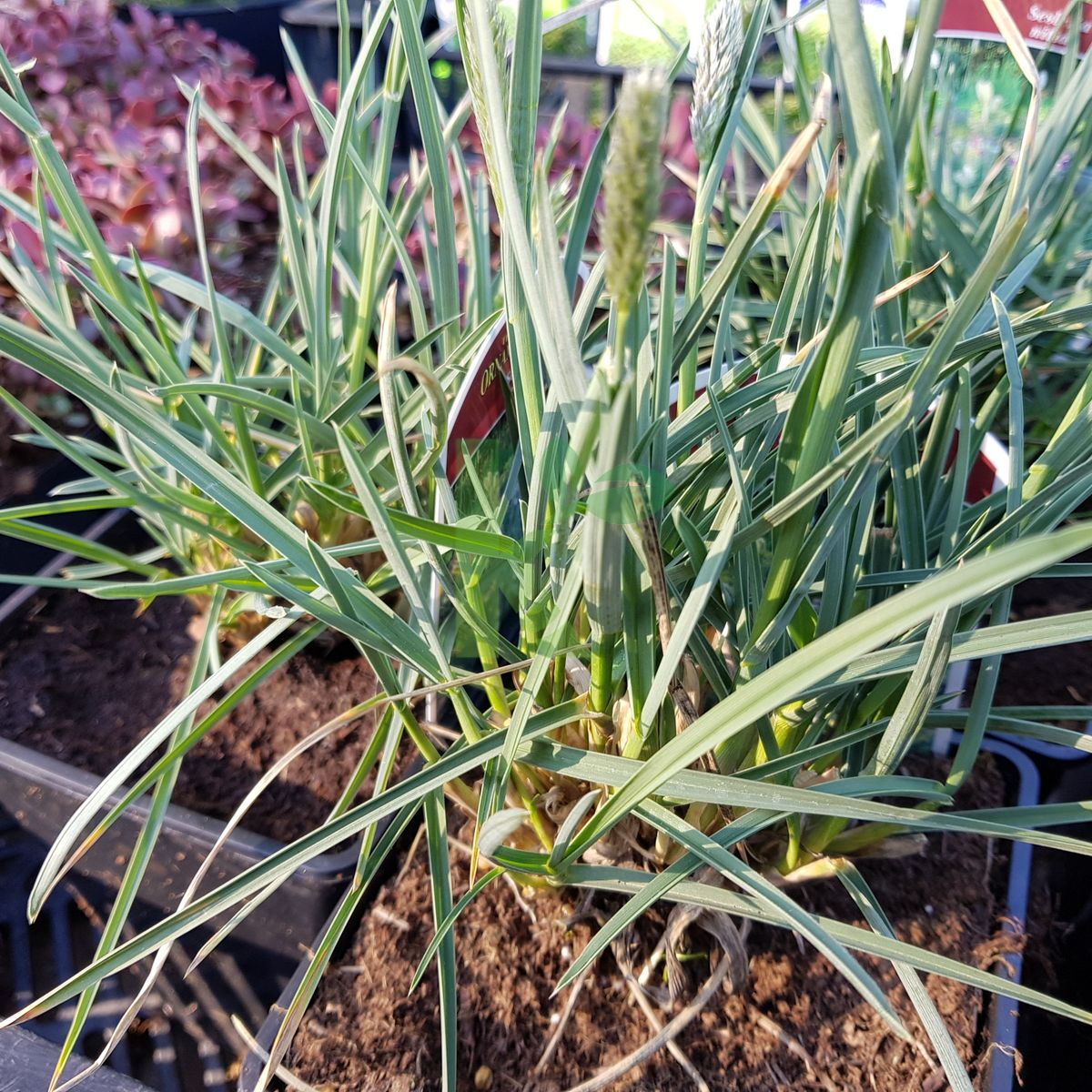 Sesleria nitida (Sesleria lśniąca)