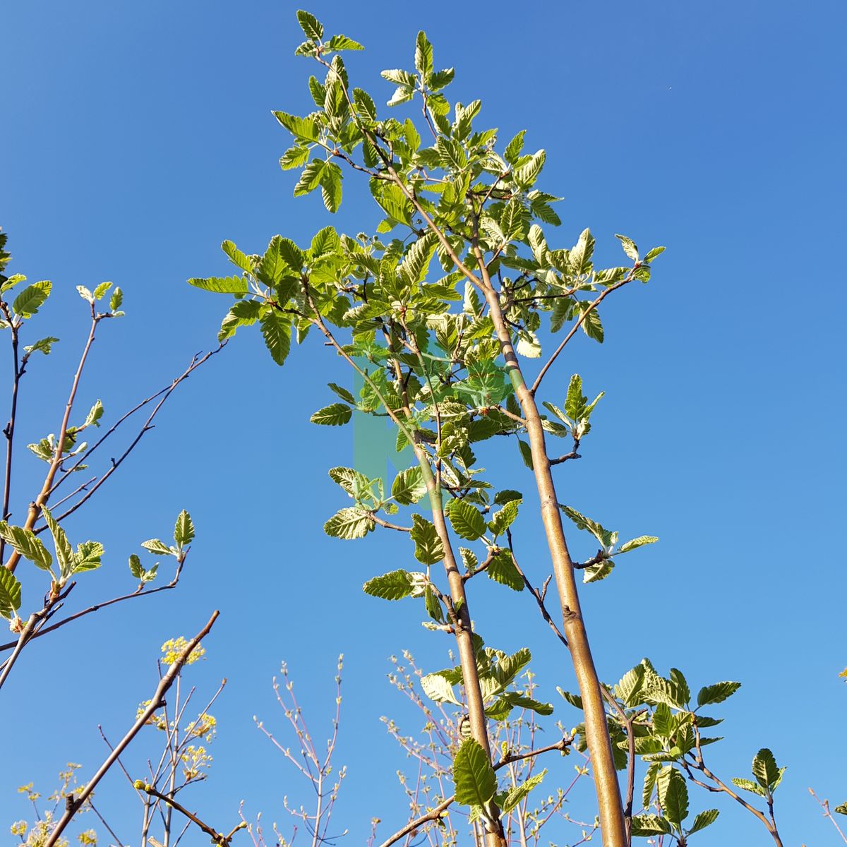 Sorbus thuringiaca `Fastigiata` (Jarząb turyngski)