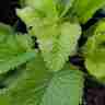 Stachys grandiflora (Czyściec wielkokwiatowy)