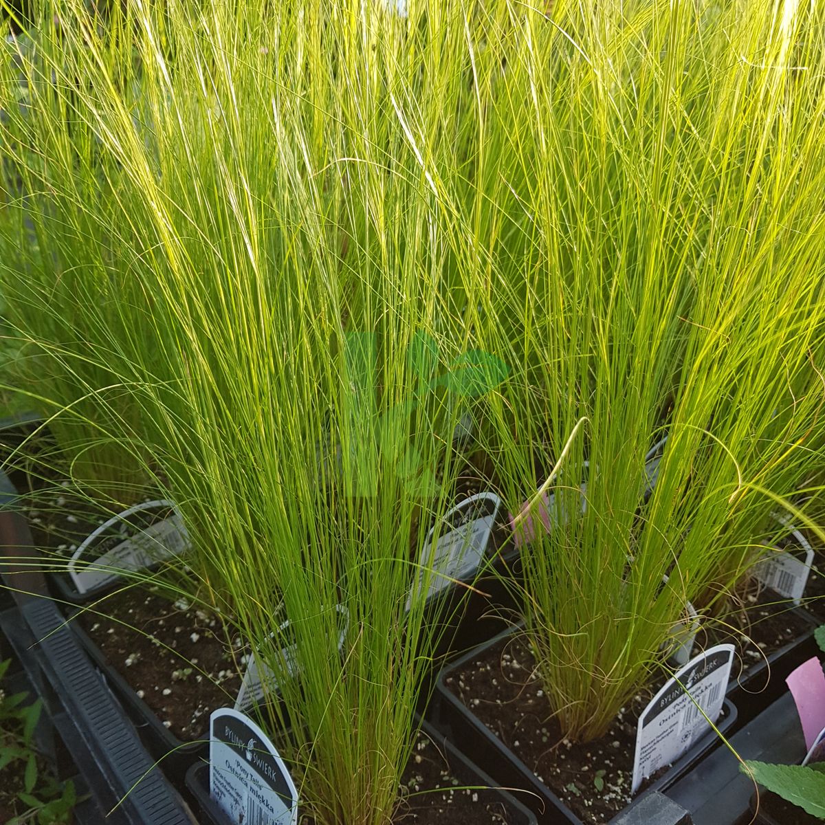 Stipa tenuissima `Pony Tails` (Ostnica cieniutka)