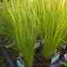 Stipa tenuissima `Pony Tails` (Ostnica cieniutka)