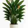 Strelitzia reginae (Strelicja królewska)