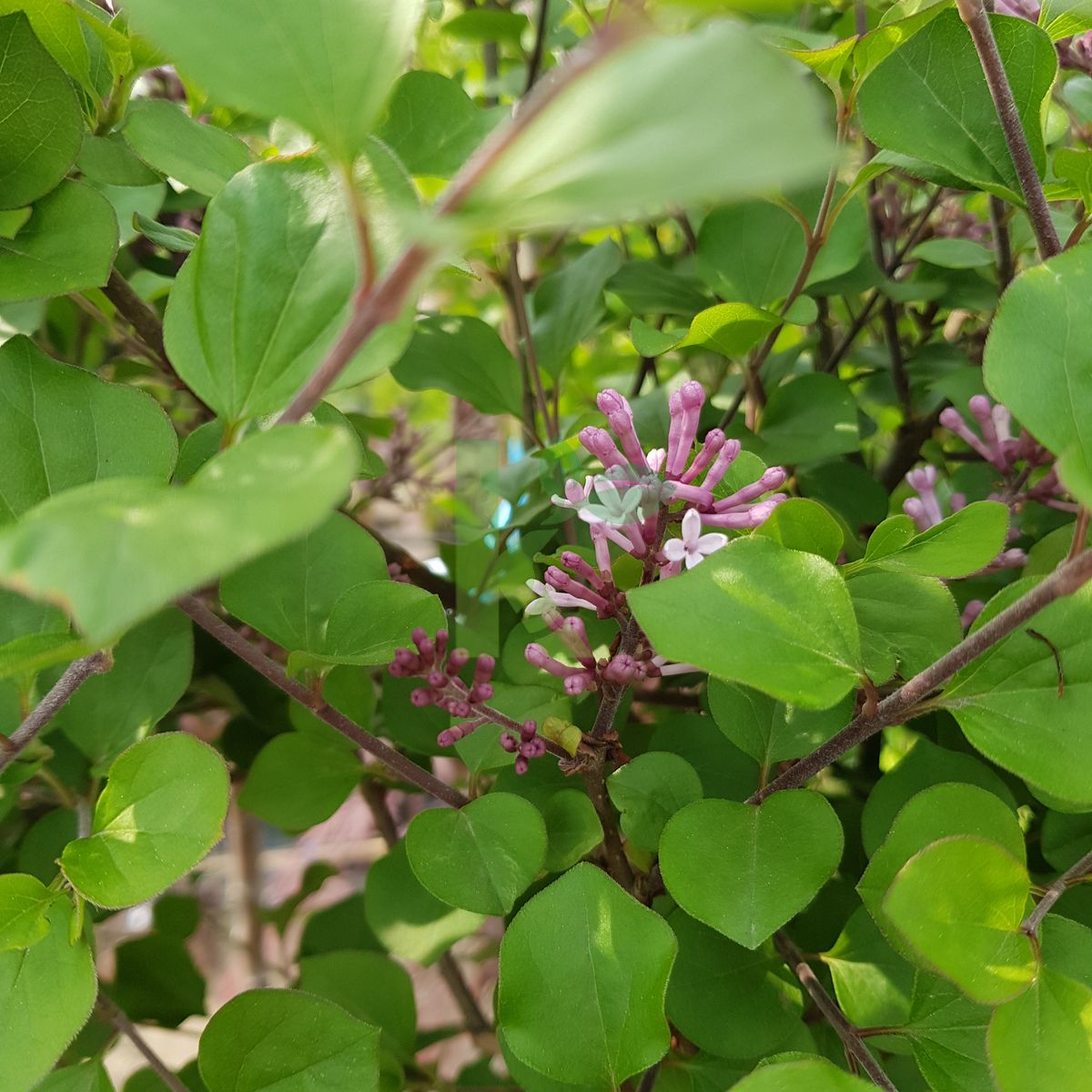 Syringa `Palibin` (Lilak)