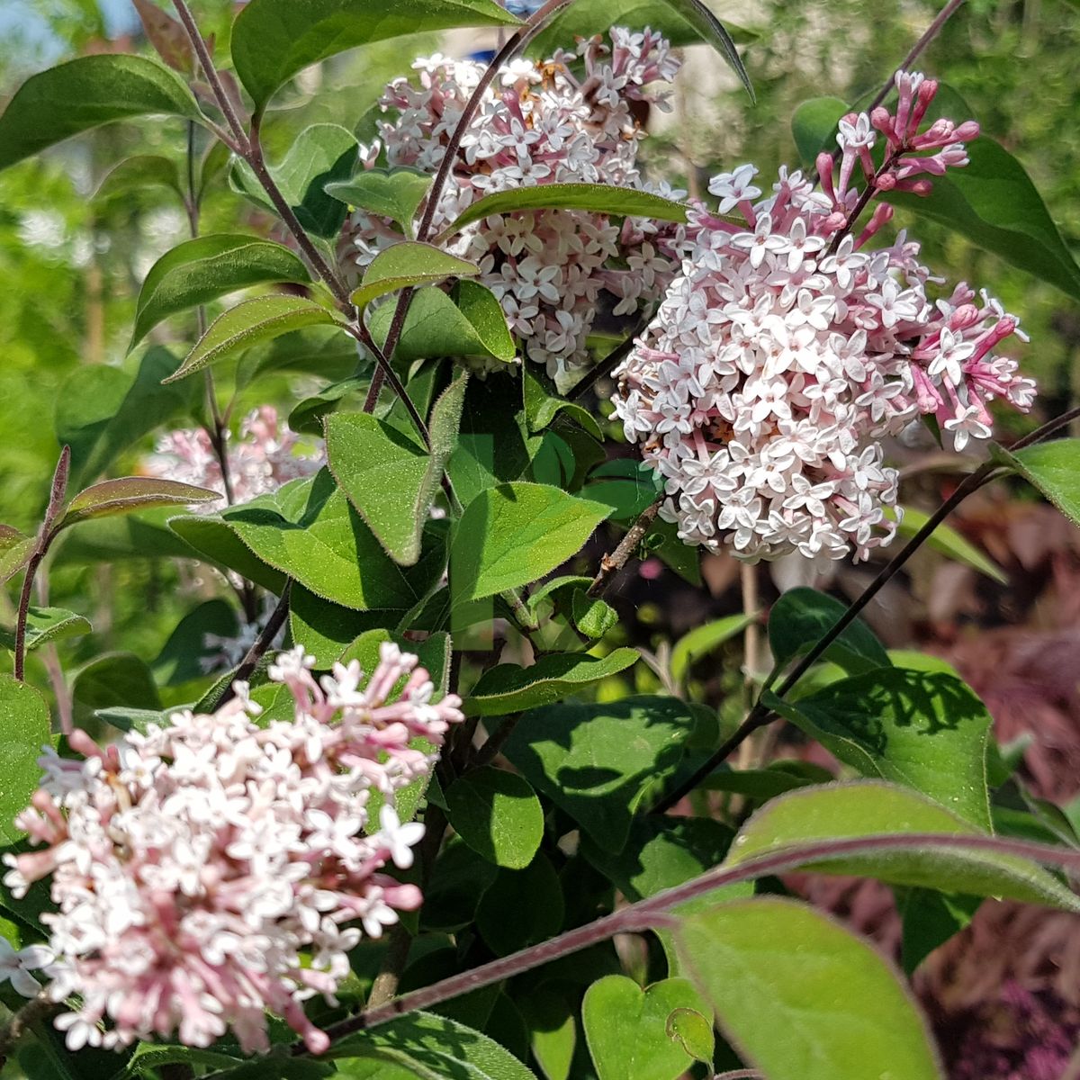 Syringa microphylla `Superba` (Lilak)