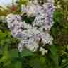 Syringa vulgaris (Lilak)