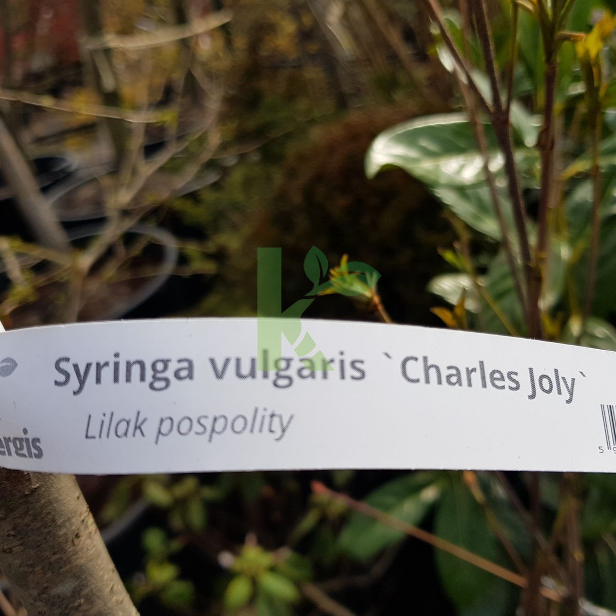 Syringa vulgaris `Charles Joly` (Lilak pospolity)