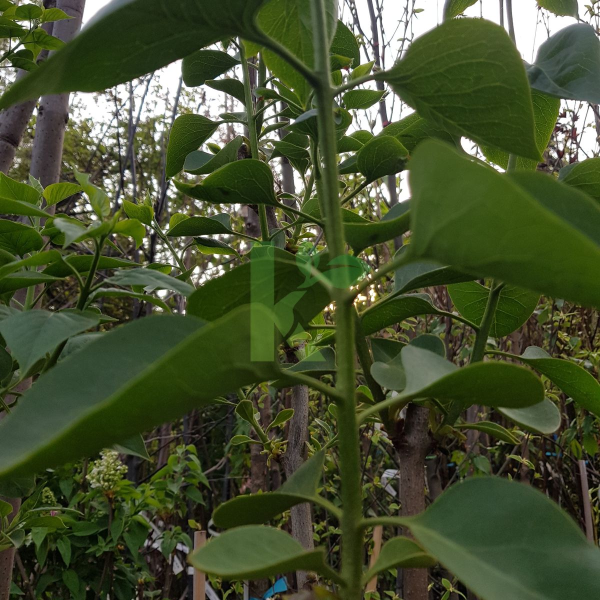 Syringa vulgaris `Katharina Havemeyer` (Lilak pospolity)