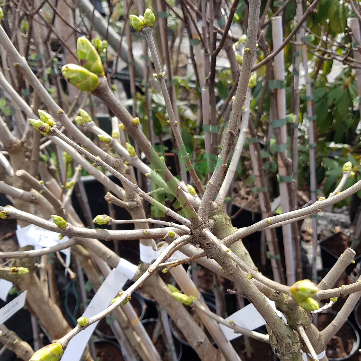 Syringa vulgaris `Mme Lemoine` (Lilak pospolity)