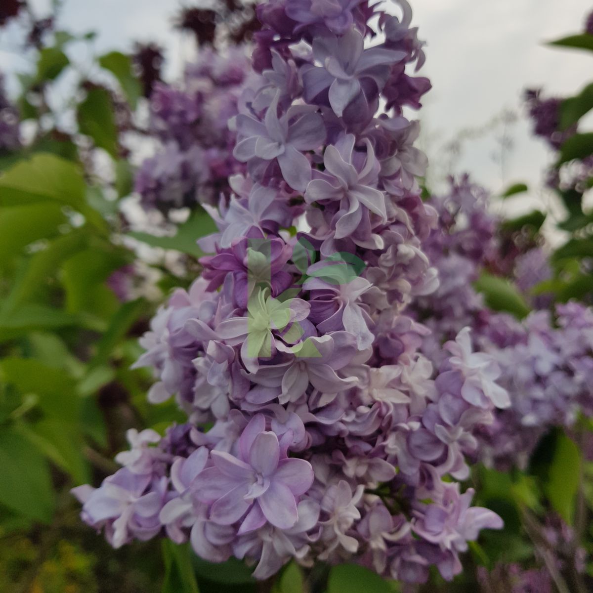 Syringa vulgaris `President Grevy` (Lilak pospolity)