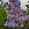 Syringa vulgaris `President Grevy` (Lilak pospolity)