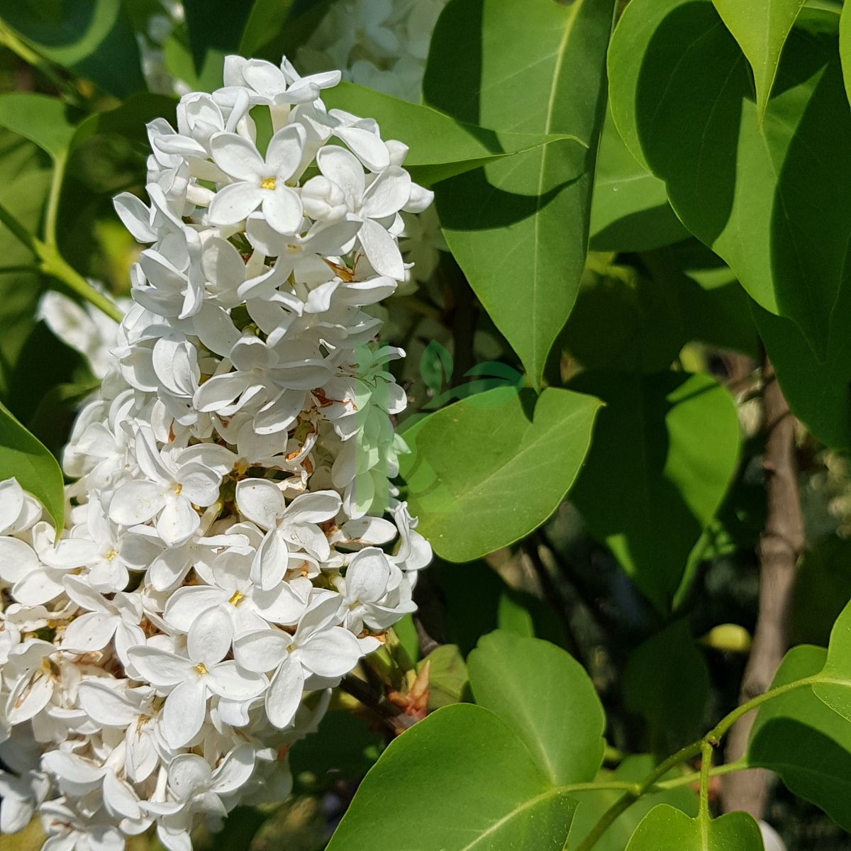 Syringa vulgaris `Primrose` (Lilak pospolity)