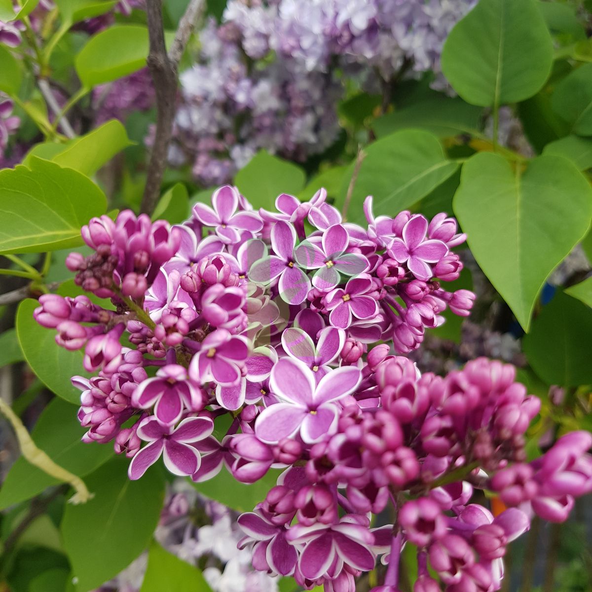 Syringa vulgaris `Sensation` (Lilak pospolity)